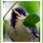 Gerade aus dem Nest geflogen und schon in der Fotocomunity