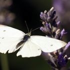 gerade aus zur Lavendelblüte