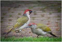 Gerade bei uns im Garten