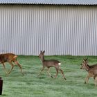 gerade bei uns im Garten