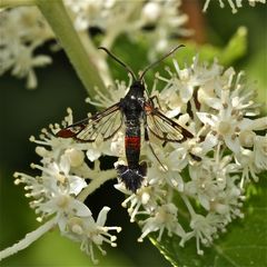 Gerade flog mir dieses Männchen des Kleinen Weidenglasflüglers (Synanthedon formicaeformis) . . .