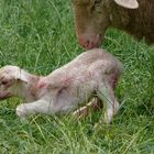 Gerade geborenens Lamm wird saubergeleckt