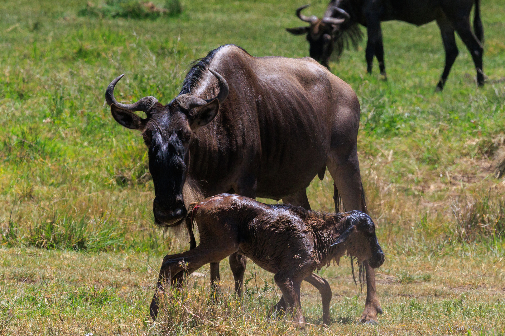 Gerade geborenes Gnukalb in der Serengeti