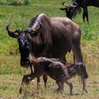 Gerade geborenes Gnukalb in der Serengeti