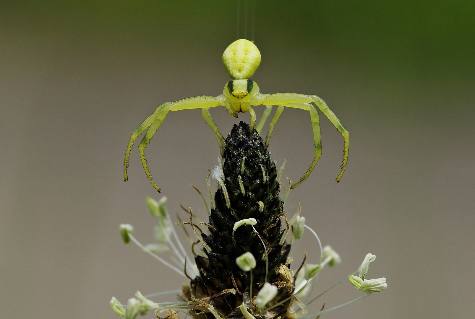 Gerade gelandet - Veränderliche Krabbenspinne