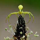 Gerade gelandet - Veränderliche Krabbenspinne