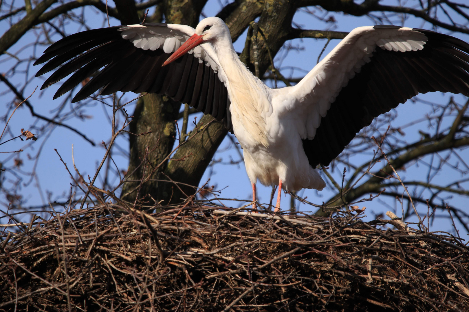 Gerade gelandet...der Storch