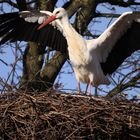 Gerade gelandet...der Storch