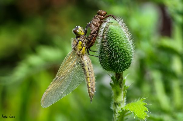 Gerade geschlüpft...