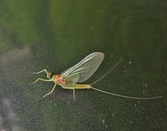 gerade geschlüpfte Eintagsfliege