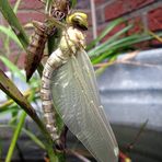 Gerade geschlüpfte Libelle 2