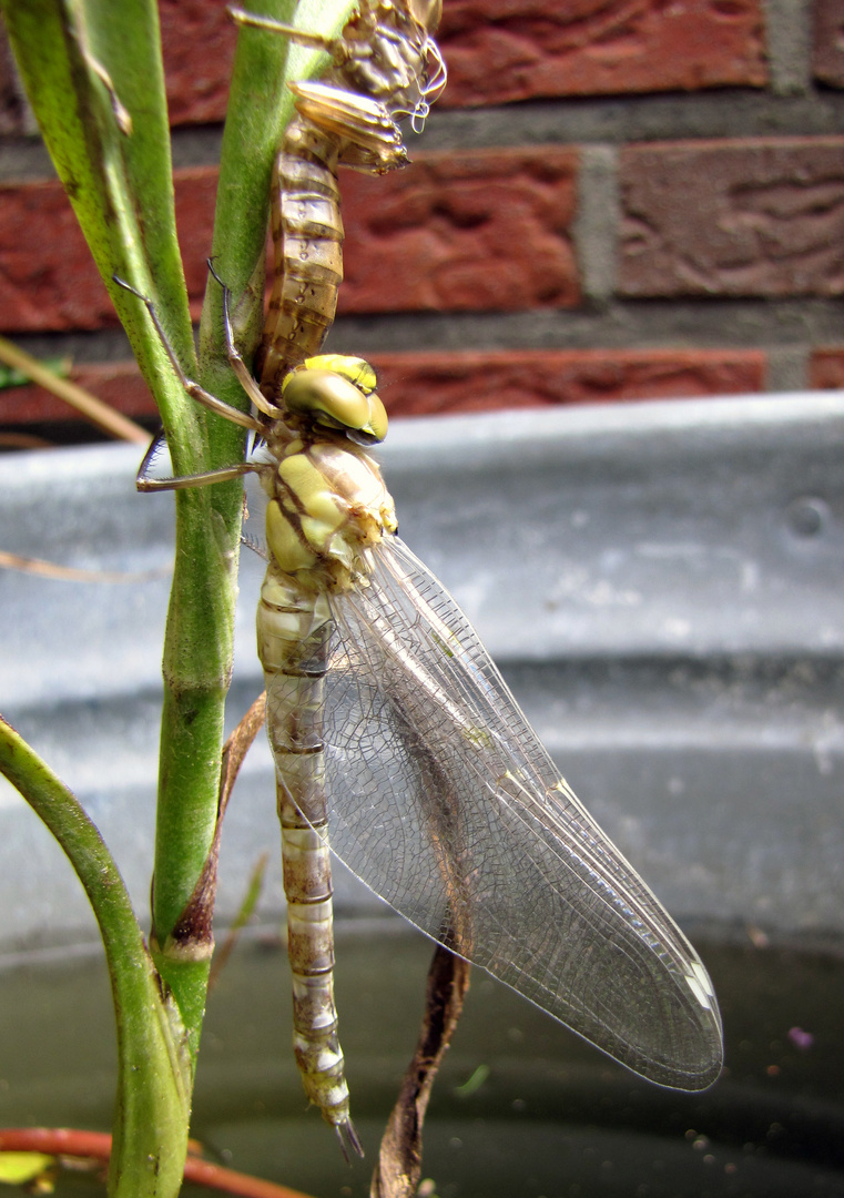 Gerade geschlüpfte Libelle 3