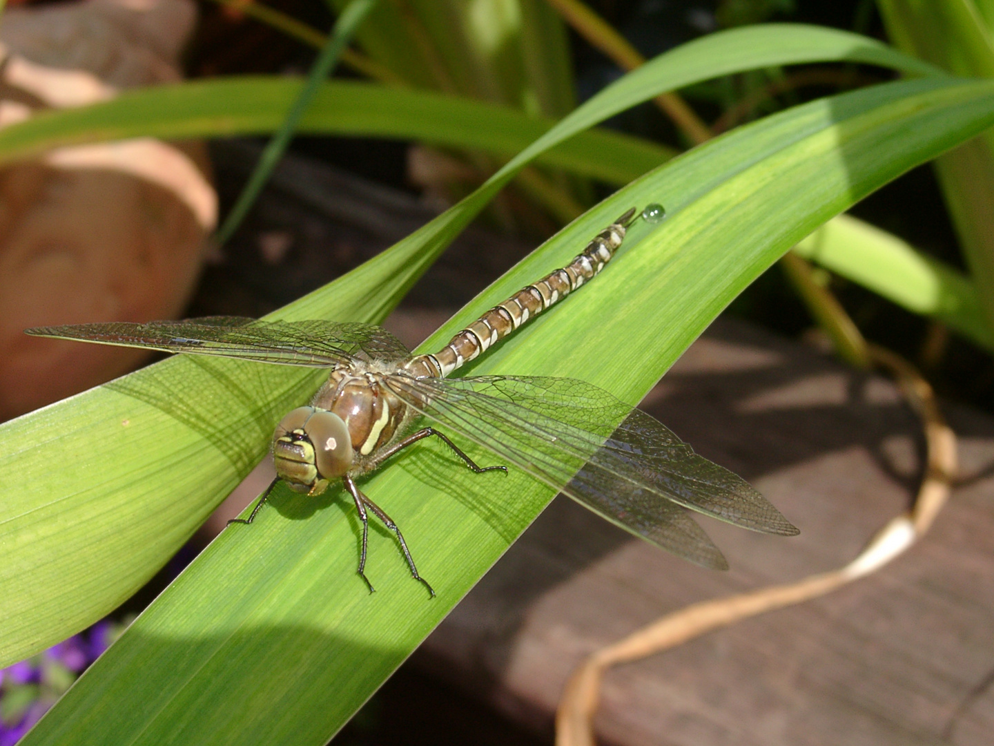 Gerade geschlüpfte Libelle