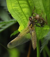 Gerade geschlüpfte Libelle entfaltet sich.