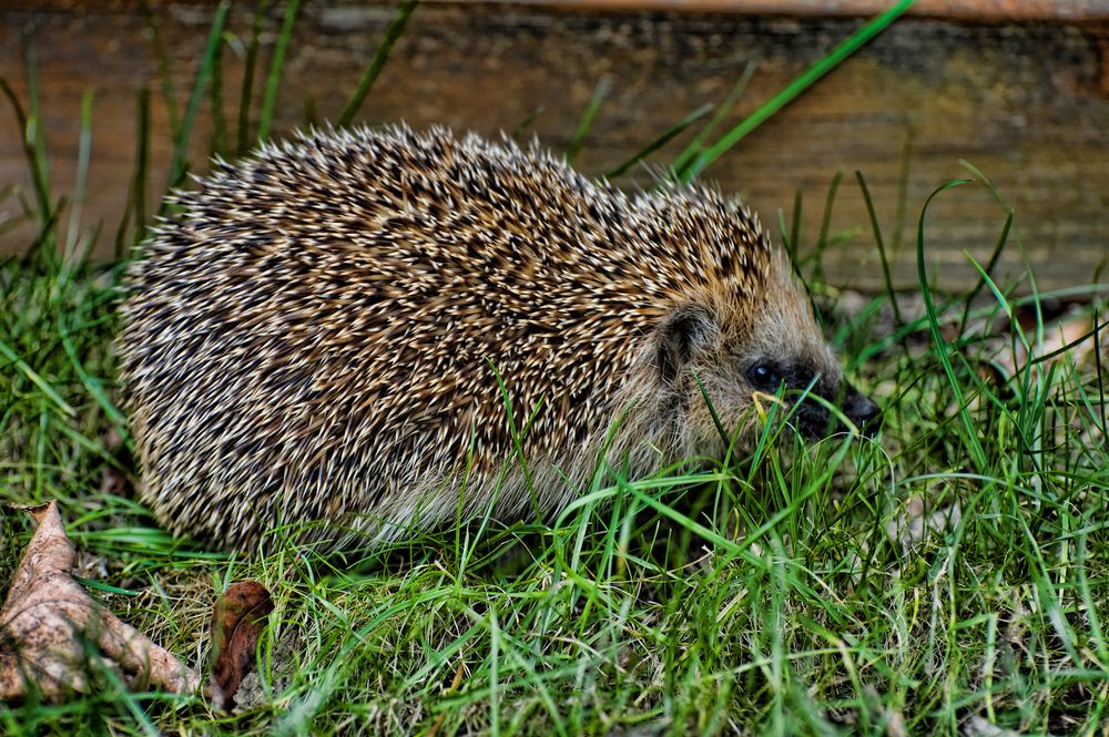 Gerade im Garten 2.....