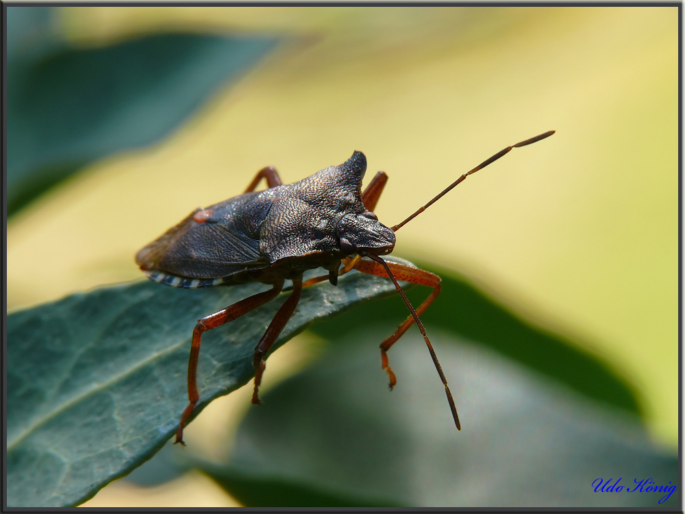 gerade im garten gesehen - ne schöne Wanze