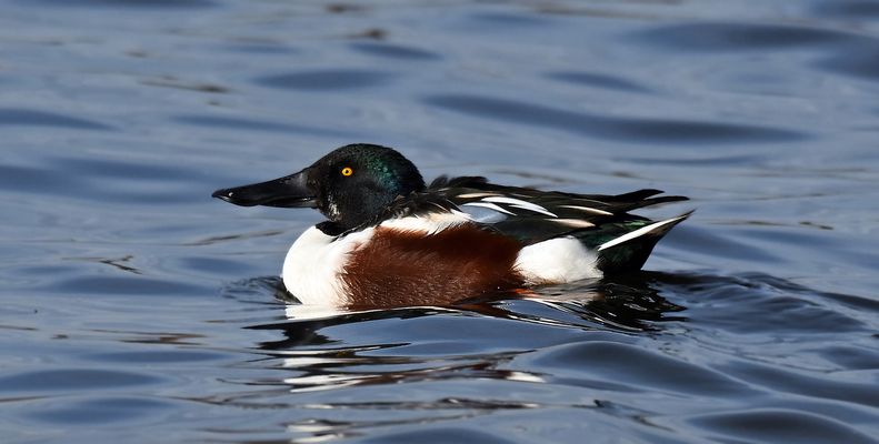 Gerade im Prachtkleid