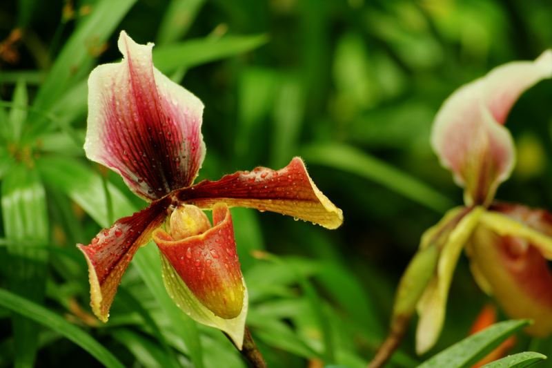 Gerade im Winter ist ein Palmengarten schön