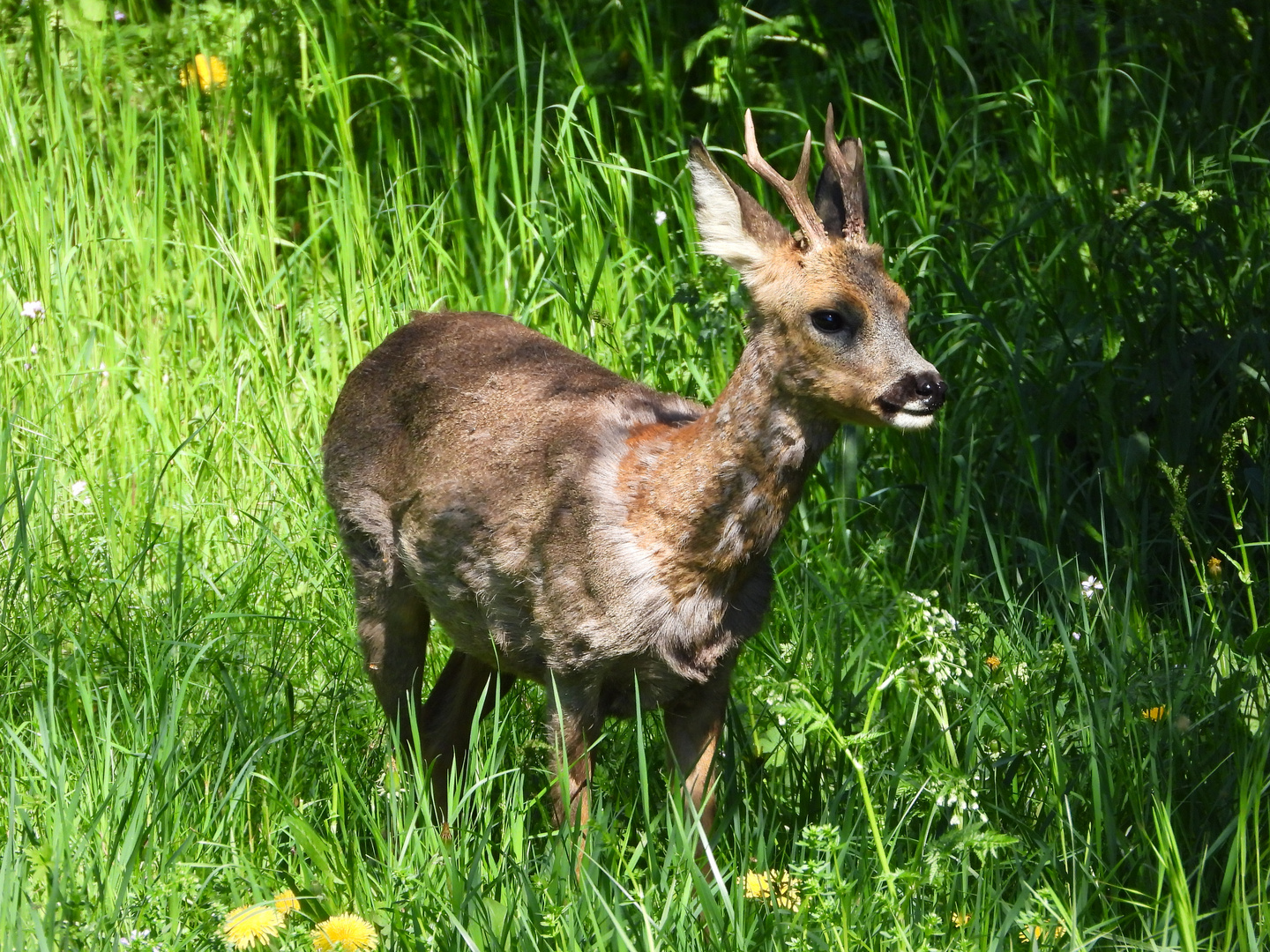 Gerade in unserem Garten