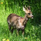 Gerade in unserem Garten