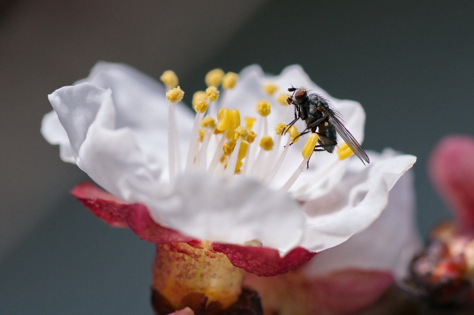 Gerade mal 3mm groß auf einer Marillenblütte