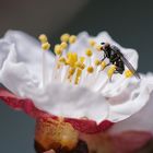 Gerade mal 3mm groß auf einer Marillenblütte