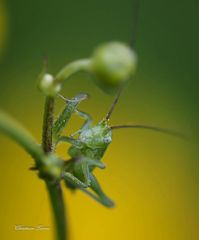 Gerade mal knapp 1cm...