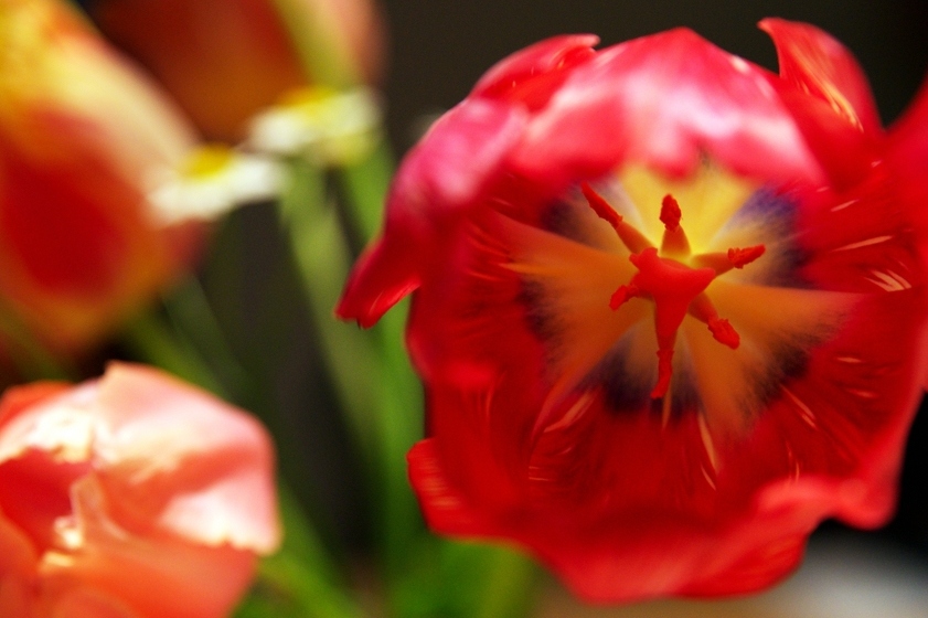 Gerade mal wieder aus Langeweile habe ich einen Tulpenstrauß auf meinem Esstisch fotografiert