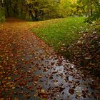 gerade nach einem Regenschauer zeigt der Herbst seine schönste Farbenpracht