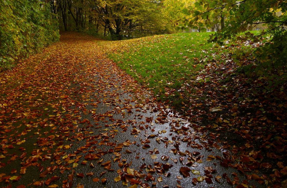 gerade nach einem Regenschauer zeigt der Herbst seine schönste Farbenpracht