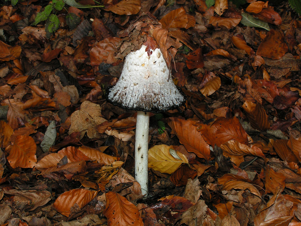 Gerade noch geschafft - Abschied vom Herbst