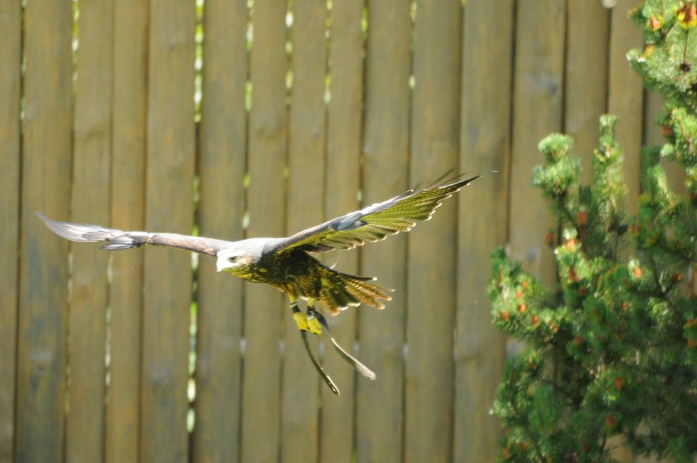 Gerade noch so die Kurve bekommen Foto & Bild tiere, zoo, wildpark & falknerei, adler Bilder Gerade noch so die Kurve bekommen Foto & Bild tiere, zoo, wildpark & falknerei, adler Bilder