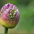 Gerade noch Zeit fürs Blümchen