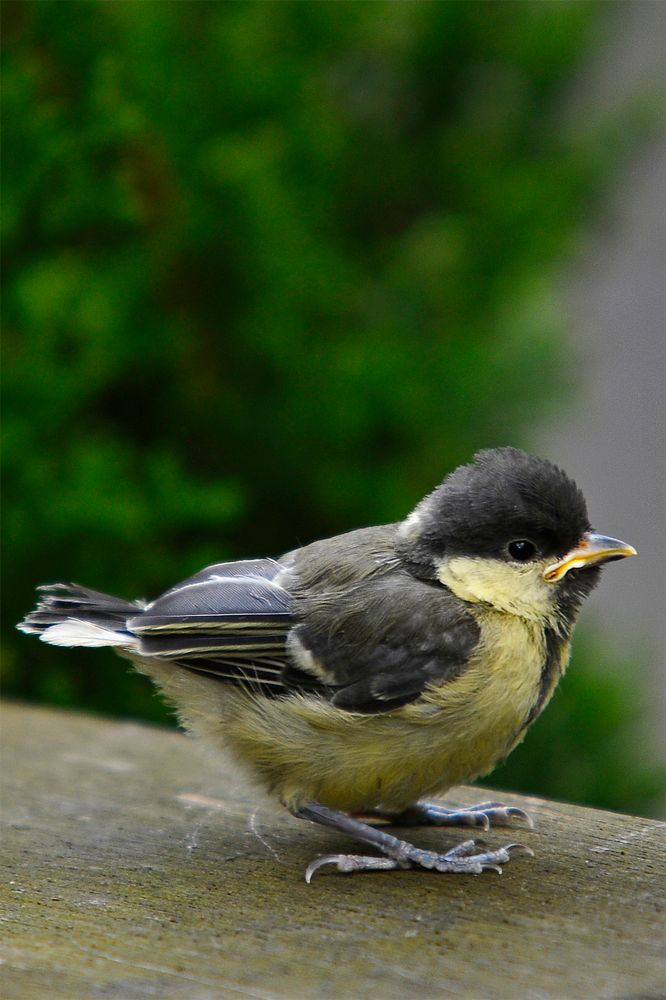 Gerade von zuhause abgehauen, die kleine Kohlmeise - ohne richtig fliegen zu können!