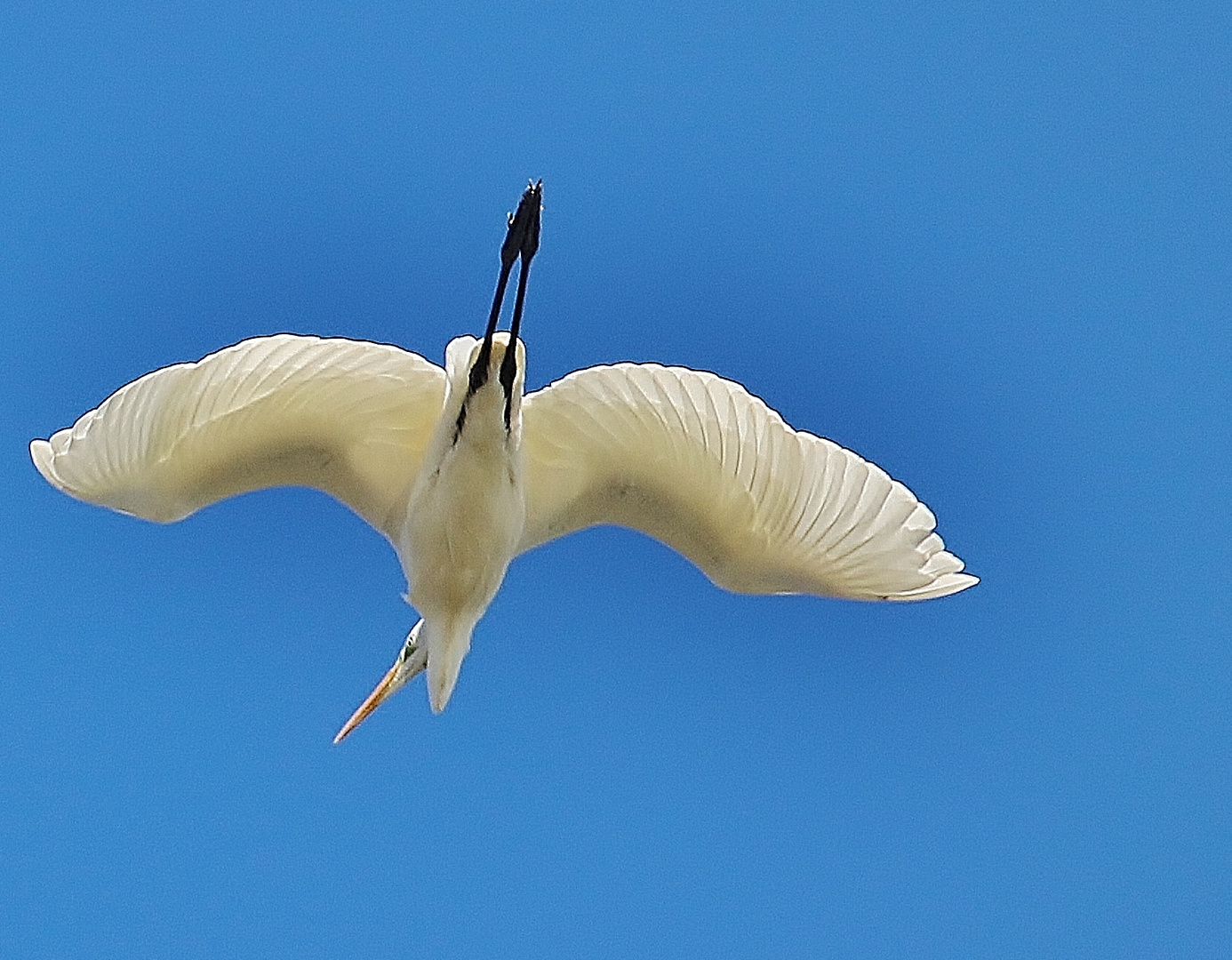 Geradeaus fliegen, nach links gucken/ krächzen