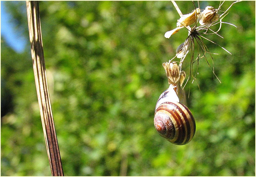 Gerader Stängel und Filigranes mit hängender Schnecke