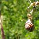 Gerader Stngel und Filigranes mit hngender Schnecke