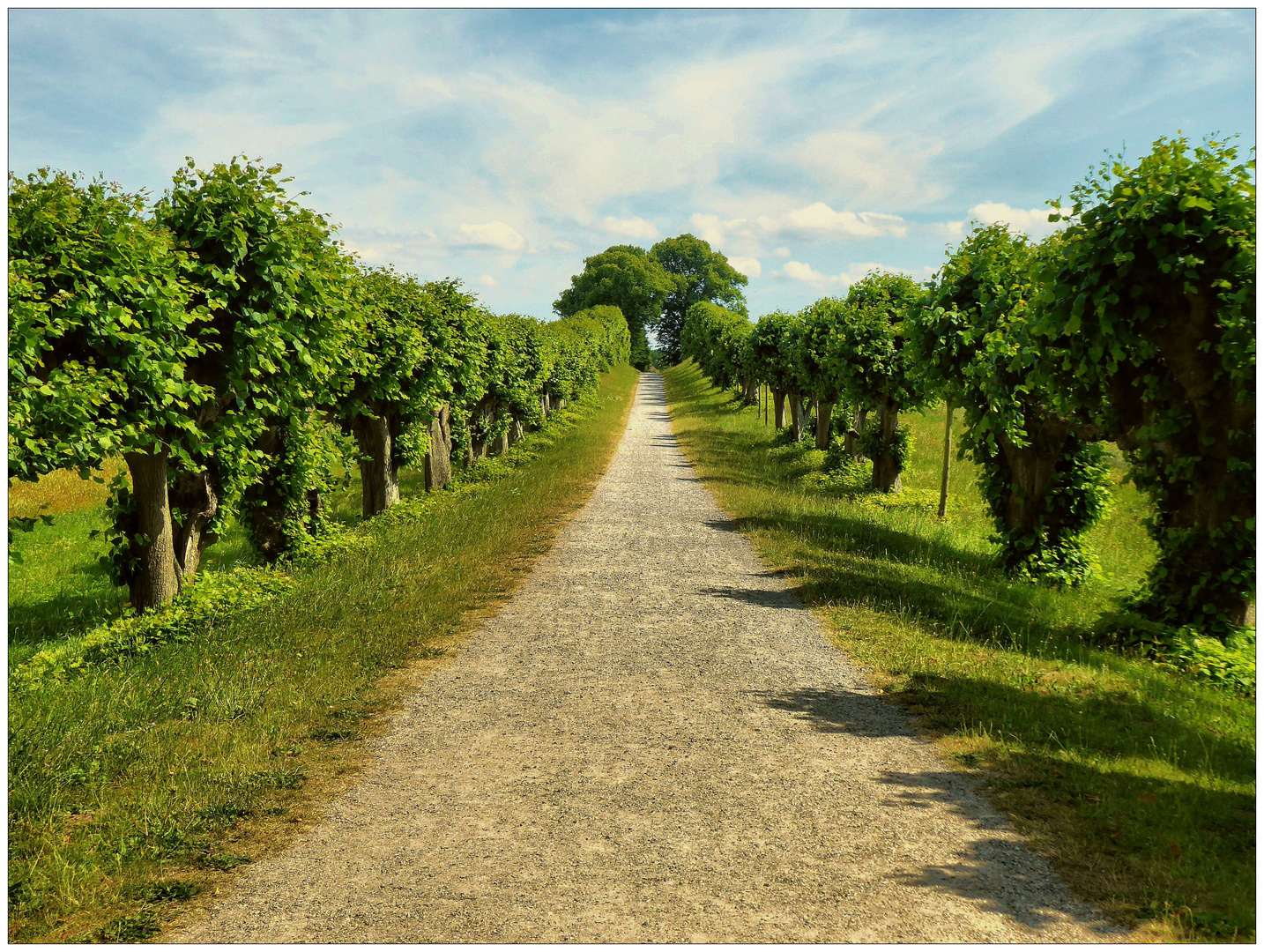 Geradewegs die Anhöhe hinauf Foto & Bild landschaften, sommer, bäume