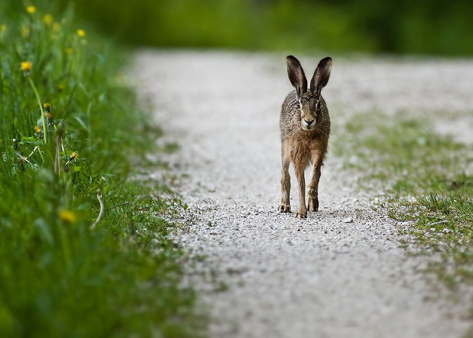 Geradewegs hoppelte er auf uns zu