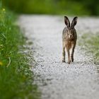 Geradewegs hoppelte er auf uns zu