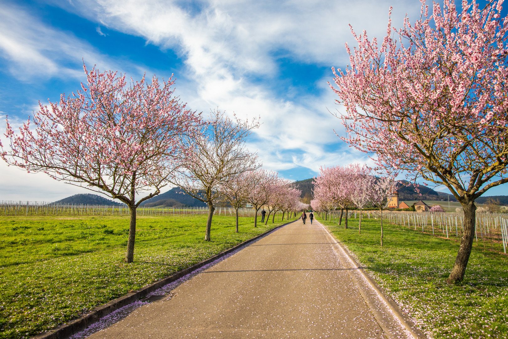 Geradewegs in den Frühling