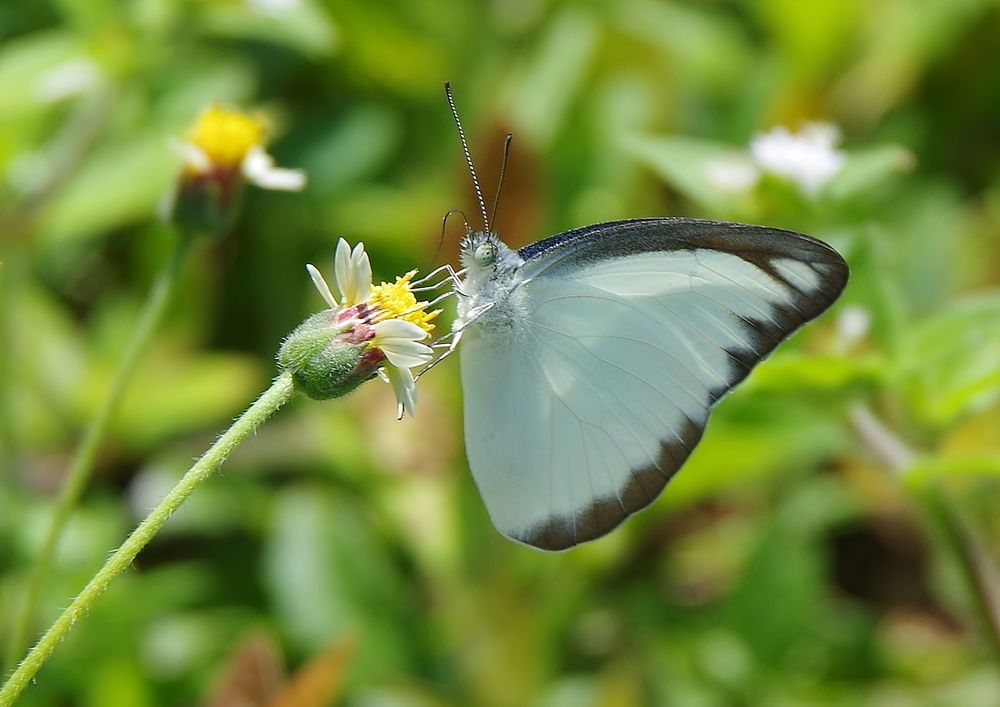 Geradezu ein Schmetterlingsmagnet . . .