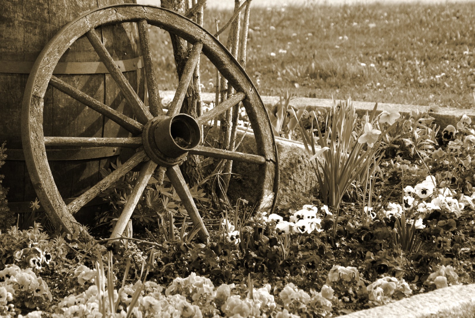 gerädert in sepia