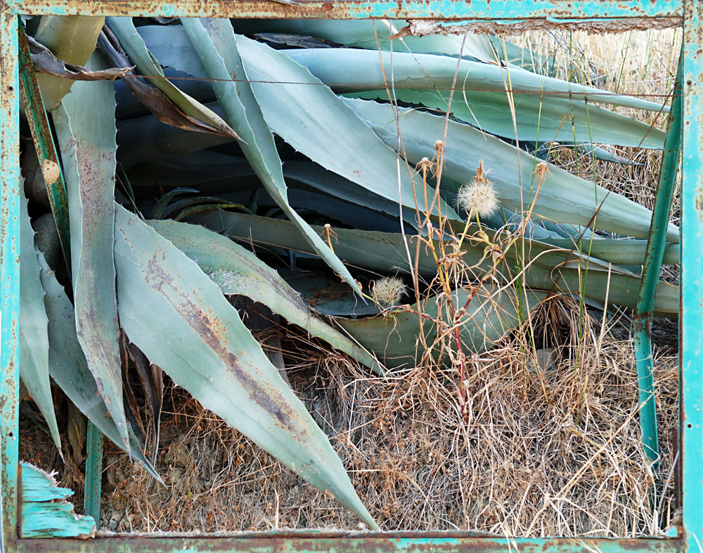 gerahmte agave