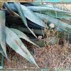 gerahmte agave