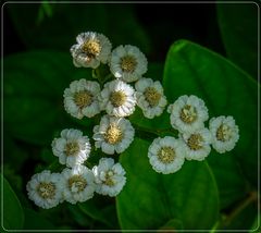 gerahmte waldsternchen...