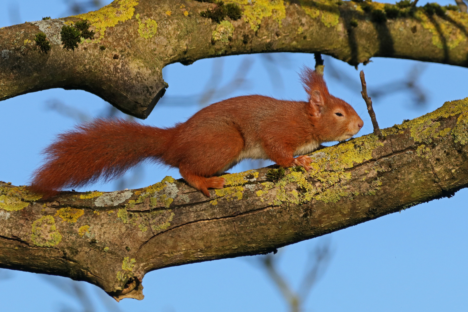 Gerahmtes Hörnchen