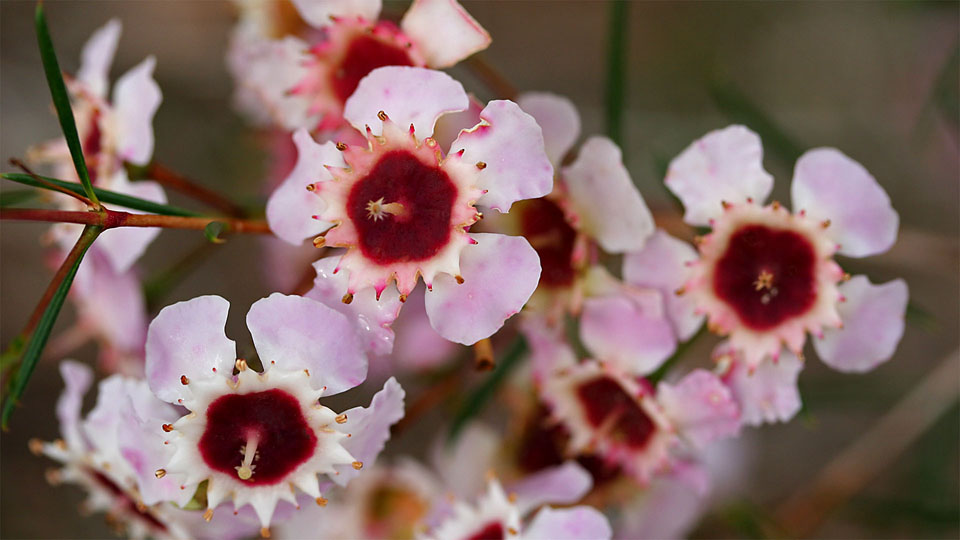 'Geraldton Wax', Chamelaucium uncinatum, Myrtaceae, Kings Park Botanic Garden, Perth, WA / AU