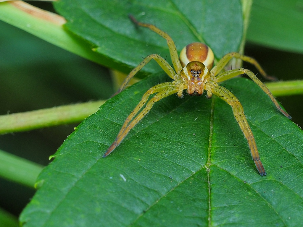 Gerandete Jagdspinne