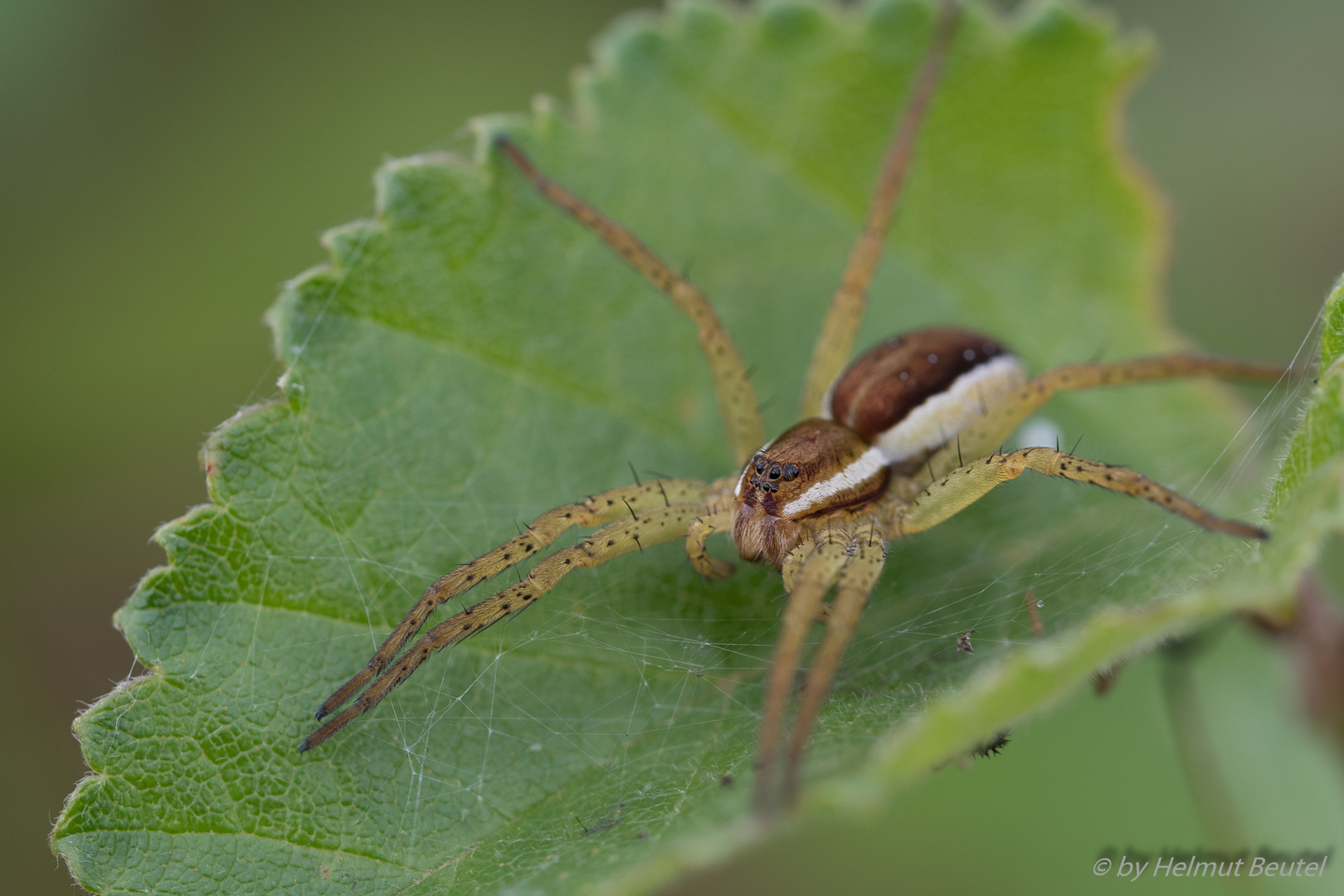 Gerandete Jagdspinne